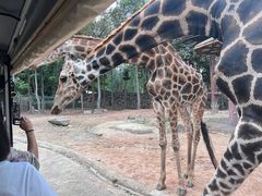 -清迈夜间动物园