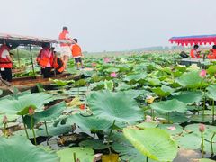 -白洋淀景区