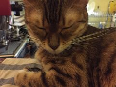 -猫色咖啡·猫咖
