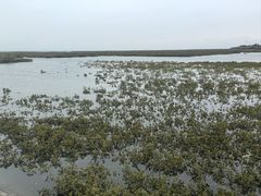 -北海金海湾红树林生态旅游区