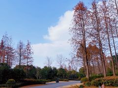 -东平国家森林公园