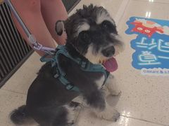 -帕帕拉兹宠物(亚洲旗舰店)