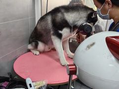-宠福鑫康馨动物医院·骨科·眼科