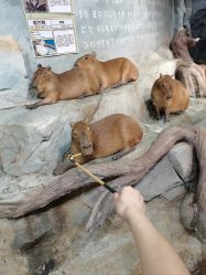 -Zoolung Zoolung动物主题公园(海信广场店)