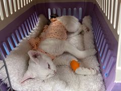 -纳吉亚猫专科动物诊疗中心(蒋宅口分院)