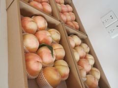 -南汇新场正宗水蜜桃采摘