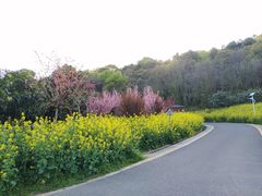 -苏州上方山国家森林公园