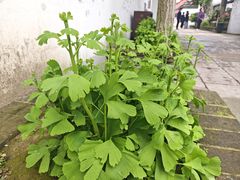 -丝绸小镇荻港古村