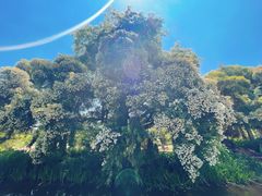 -昆明植物园