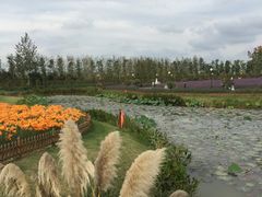 -荷兰花海