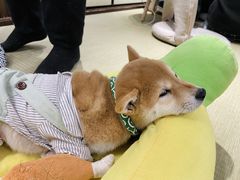 -逗柴咖啡屋·狗咖猫咖宠物桌游