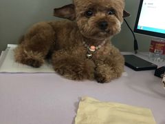 -PETKIT小佩宠物(昭化店)