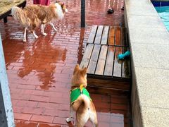 -趣玩宠物乐园寄养训犬训狗游泳池