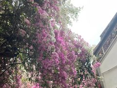 -深圳国际园林花卉博览园