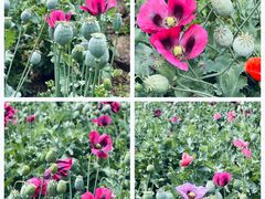 -国家植物园南园