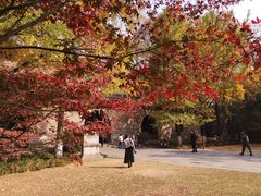 -灵谷景区