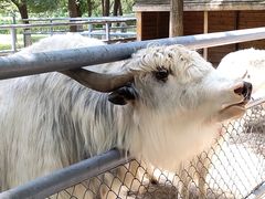 -长白岛森林公园