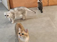 -Honey Bacca 哈尼芭卡高端萌宠(朝阳大悦城店)