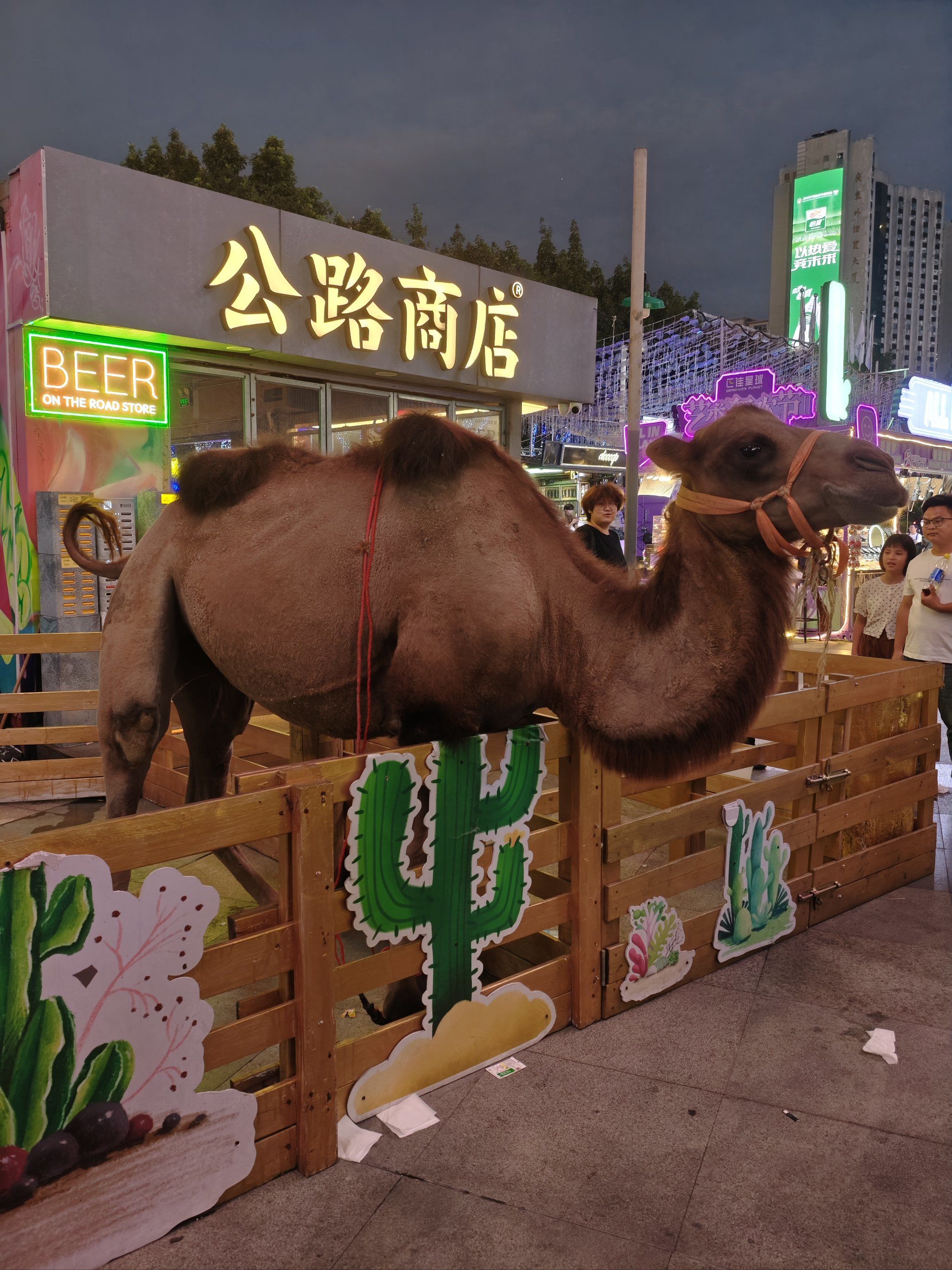 正佳广场外面 薰衣草园附近有骆驼🐫
