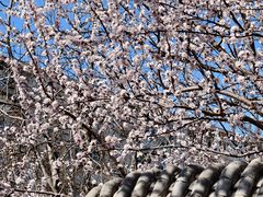 -桃花堤公园
