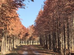 -上海海湾国家森林公园