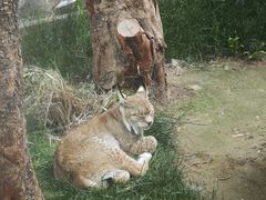 -青藏高原野生动物园