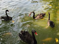 -广东茂名森林公园