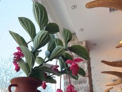 -第六季自助餐厅(北太平庄店)