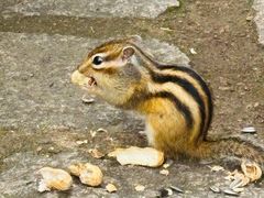 -五营红松林海景区