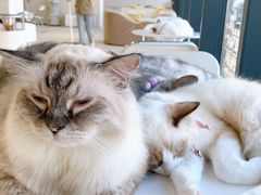 -怪兽屋·羊驼·猫咖·狗咖(俊华广场店)