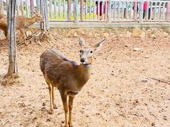 -石家庄市动物园