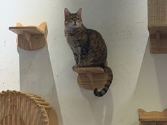 -猫色咖啡·猫咖