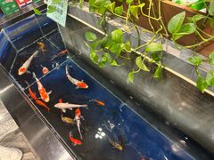 -洞庭家宴·头牌甲鱼(广渠门店)