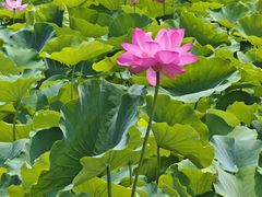 -西青郊野公园