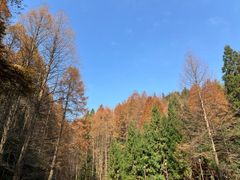 -山王坪喀斯特国家生态公园