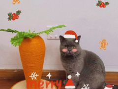 -1013 PET SHOP 宠物商店(近铁城市广场店)