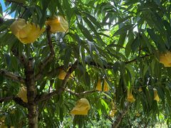 -老袁家蜜桃农场·阳山水蜜桃