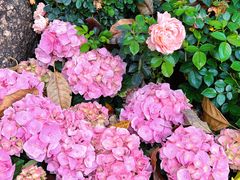 -人民公园(罗湖区)