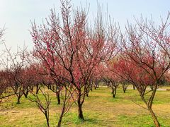 -蜀冈西峰生态公园