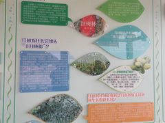 -北海金海湾红树林生态旅游区