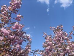 -长白岛森林公园