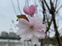 -昆山城市生态森林公园