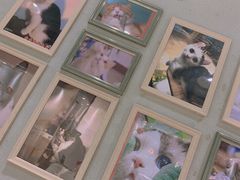 -藏猫猫咖啡主题馆(中央大道店)