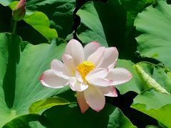 -上海滨江森林公园
