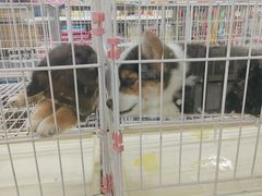 -山东柏宁水族批发广场