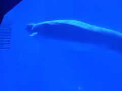 -上海海昌海洋公园-冰山北极馆