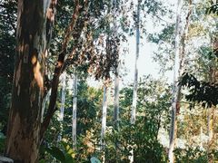 -火炉山森林公园