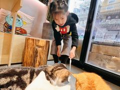 -more than meow吴止猫主题餐厅(承德 中船汇店)