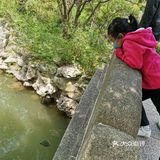 古树紫藤花开季