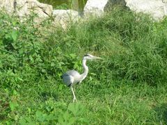 -石家庄市动物园